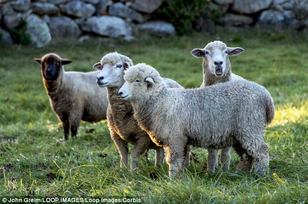 How much in taxes? Baaaah! The U.S. sheep industry is thriving, but taxpayers will shell out $2 million to help ranchers sell even more